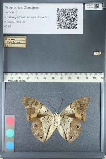 Media type: image;   Entomology 163434